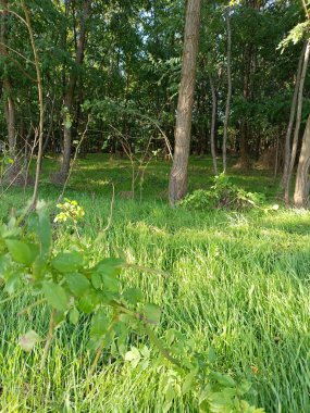 Ormanda yeşil çimenler