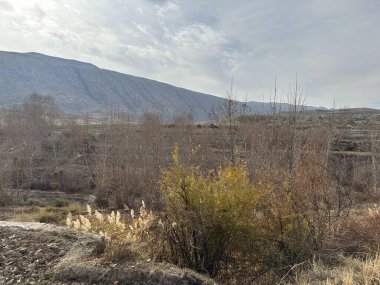 Ağaçlar ve dağlarla dolu güzel bir manzara.