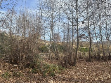 Ormanın güzel manzarası