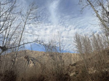 Ormanın güzel manzarası