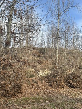 Ormanın güzel manzarası