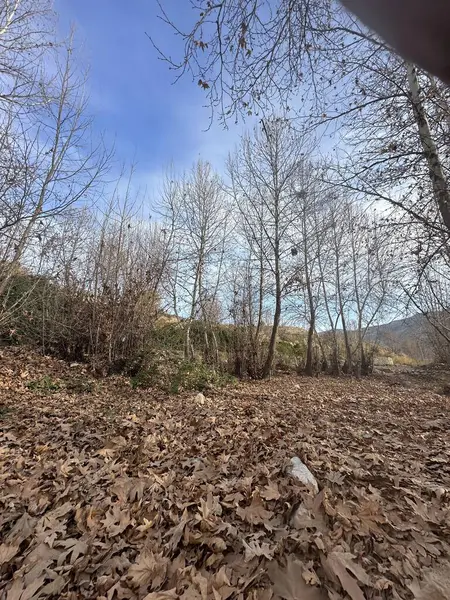 Sonbahar manzarası, ormandaki ağaçlar.