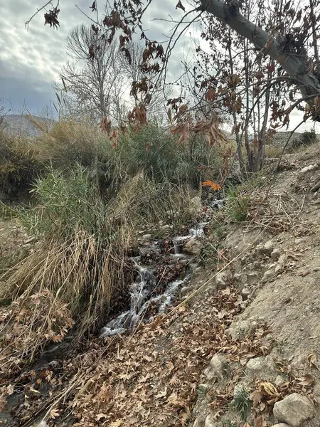 Ağaçlar ve yapraklarla dolu sonbahar manzarası