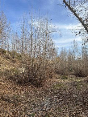 Ağaçlar ve ormanlarla dolu sonbahar manzarası