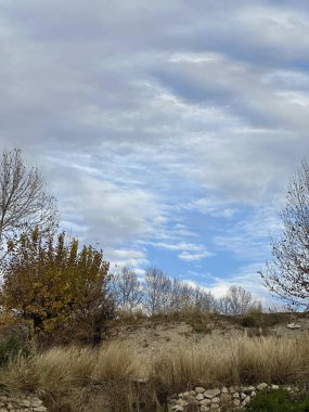 Ormanın güzel manzarası