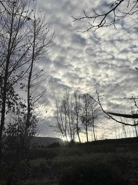 Ağacı ve dağı olan güzel bir manzara.