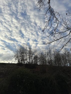 Ormandaki ağaç dalları