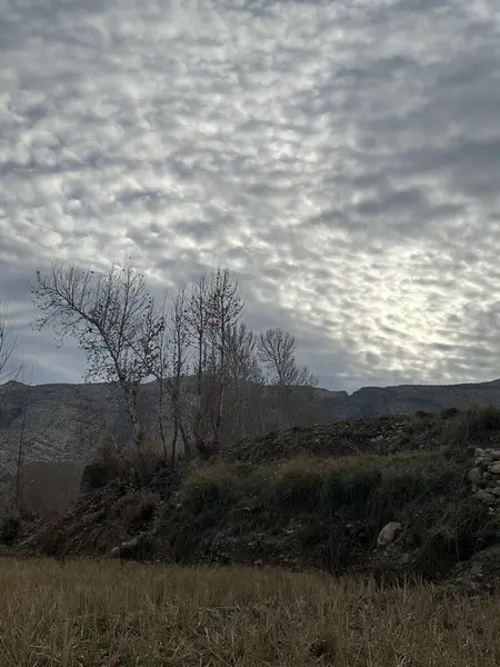 Ağacı ve dağı olan güzel bir manzara.