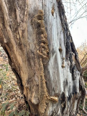 Üzerinde bir sürü kahverengi şey olan bir ağaç gövdesi.