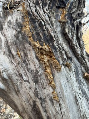 Üzerinde bir sürü kahverengi şey olan bir ağaç.