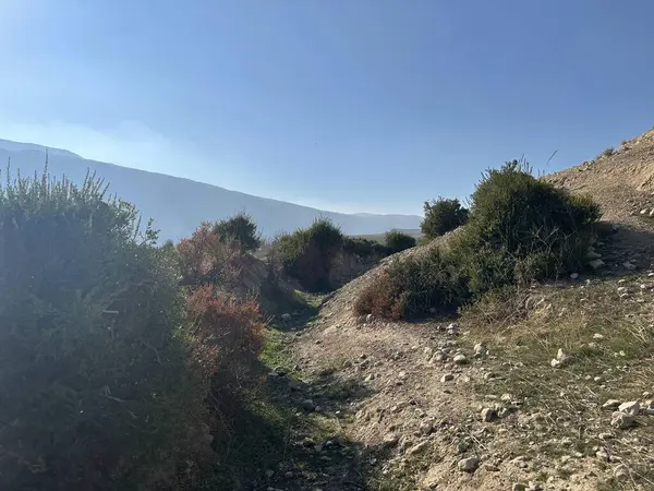 Çalı ve çalıların olduğu kirli bir patika.