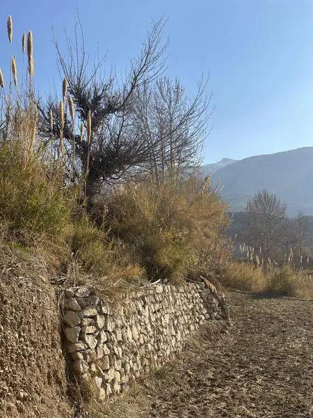 Taş duvarı ve ağacı olan toprak bir yol.