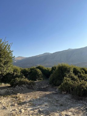 Önünde çalılar ve ağaçlar olan toprak bir yol.