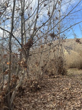 Tarlada yaprakları olmayan bir ağaç.