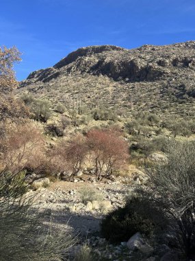 Birkaç çalısı ve ağacı olan bir dağ.