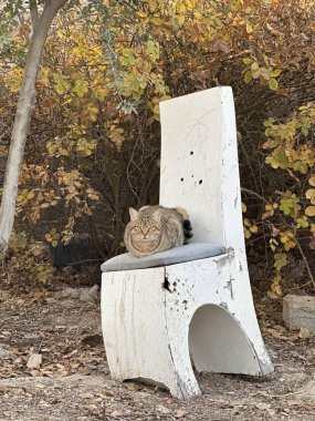 Ormanda beyaz bir sandalyede oturan bir kedi.