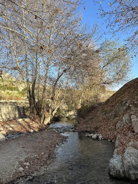 Ağaçlarla dolu bir ormanın içinden akan bir dere.
