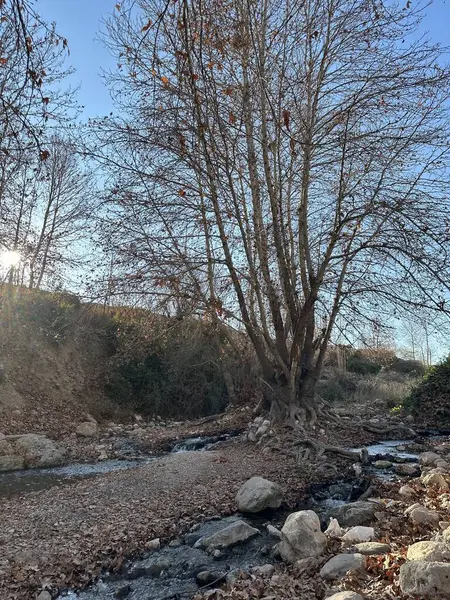 Ağaçlarla dolu bir ormanın içinden akan bir dere.