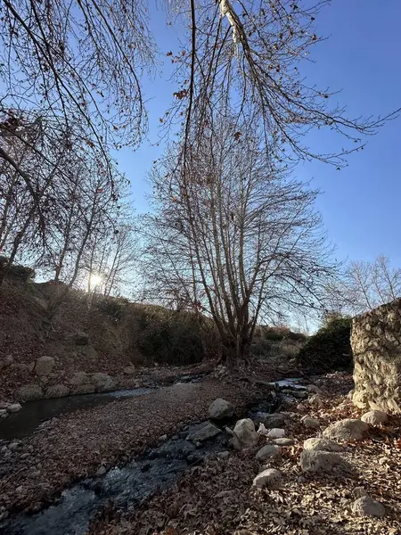 Yapraklarla dolu bir ormanda akan bir dere.