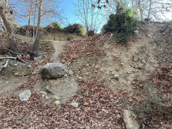 Ağaçların ve kayaların olduğu ormanda toprak bir patika.