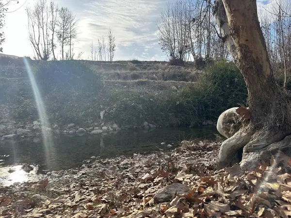 Nehrin yanındaki kayada oturan bir ayı.