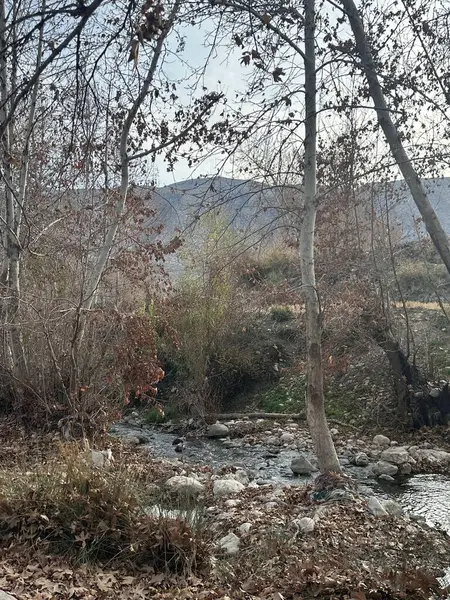 Ağaçlarla dolu bir ormanın içinden akan bir dere.