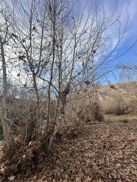 Yerde yaprakları ve mavi gökyüzü olan bir çalı.