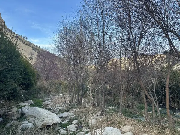 Ağaçlar ve kayalarla dolu kayalık bir patika.