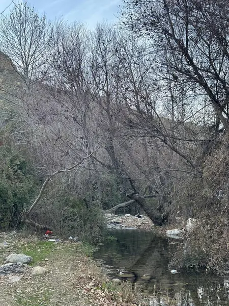 Ağaçlarla dolu bir ormanın içinden akan bir dere.