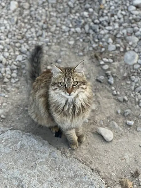 Kaya zemininde oturan bir kedi yukarı bakıyor.