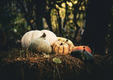 Cadılar Bayramı kutlaması için balkabakları, Terra Botanica, FRANCE
