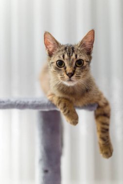 Beyaz bir odada genç bir Polonyalı kedi..