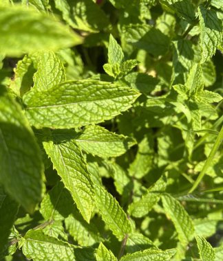 Nane bitkisinin yaprakları.