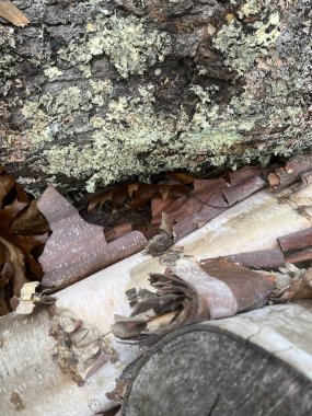 Farklı ağaçlardan yakacak odun yığınına yakın.