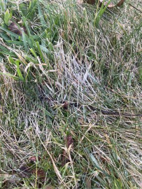 Patch of frost in grass