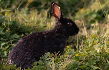Çimlere saklanmış siyah bir tavşan.