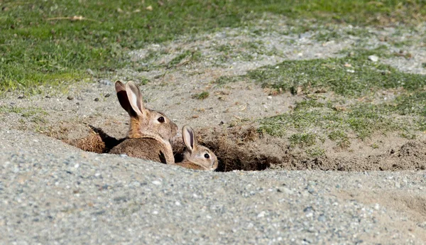 a rabbit mother with baby rabbit hidden on a hole