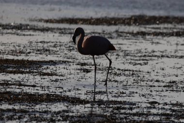 Bataklıklarda günbatımında flamingo