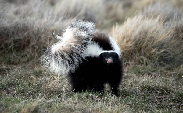 stock image skunk in defensive position ready to attack