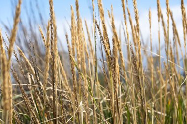 Kuru ot çivileri duvar kağıdı arkaplanını kapatır