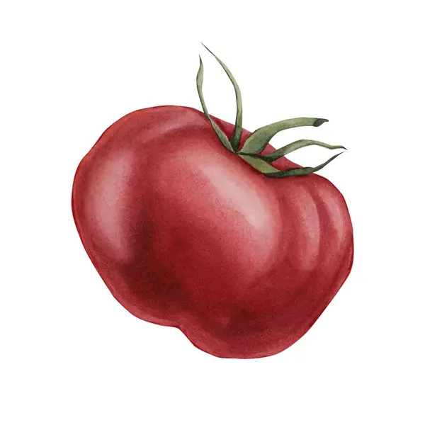 Tomate Vegetais Vermelhos Ilustração Aquarela Pintada Mão Isolada Sobre Fundo — Fotografia de Stock