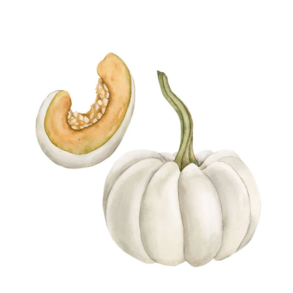Biała Dynia Plasterkami Świeże Warzywa Ilustracja Akwarela Ręcznie Malowane Odizolowane — Zdjęcie stockowe