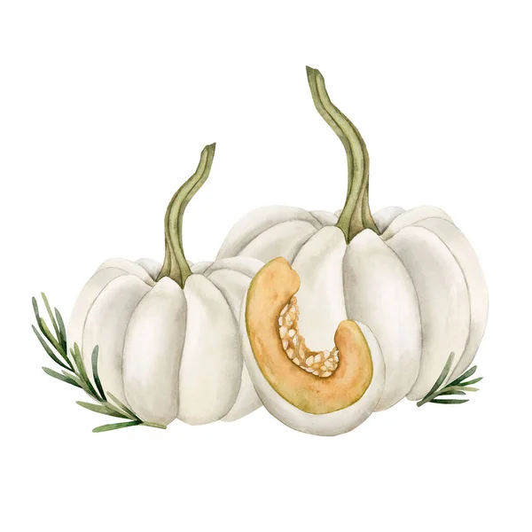 Composição Pumpinks Brancos Com Ramos Alecrim Legumes Frescos Ilustração Aquarela — Fotografia de Stock