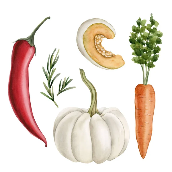 Σετ Φρέσκα Λαχανικά Κολοκύθα Καρότο Κόκκινη Πιπεριά Δεντρολίβανο Εικονογράφηση Ακουαρέλα — Φωτογραφία Αρχείου