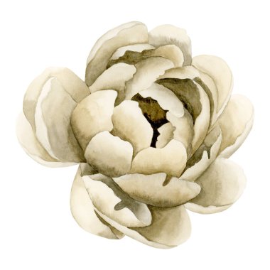 Çiçekli bej şakayık çiçeği. Beyaz arka planda izole edilmiş çiçek suluboya el resmi. Düğün davetiyeleri, tebrik kartları, posterler, duvar kağıtları, ambalajlar, kumaşlar, moda, çiçekçilik, DIY, arka plan ve web tasarımı için mükemmel..