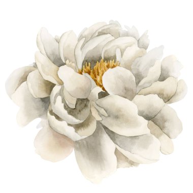 Çiçekli beyaz şakayık çiçekleri. Beyaz arka planda izole edilmiş çiçek suluboya el resmi. Düğün davetiyeleri için mükemmel, tebrik kartları, posterler, duvar kağıtları, ambalajlar, kumaşlar, moda, çiçekçilik, DIY, arka planlar