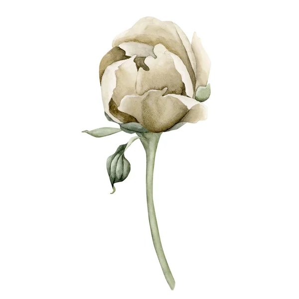Half-opened bud of a beige peony flower on a stem with green leaves. Floral watercolor illustration hand painted isolated on white background. Perfect for wedding invitations, greeting cards, posters, wallpapers, wrappers, fabrics.