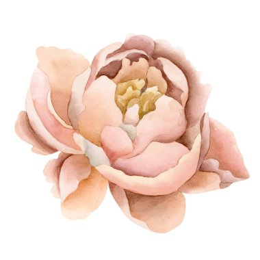 Şeftali tüylü şakayık çiçeği çiçek açmış. Beyaz arka planda izole edilmiş çiçek suluboya el resmi. Düğün davetiyeleri, tebrik kartları, posterler, duvar kağıtları, ambalajlar, kumaşlar, moda, çiçekçilik, DIY, arka plan ve web tasarımı için mükemmel..