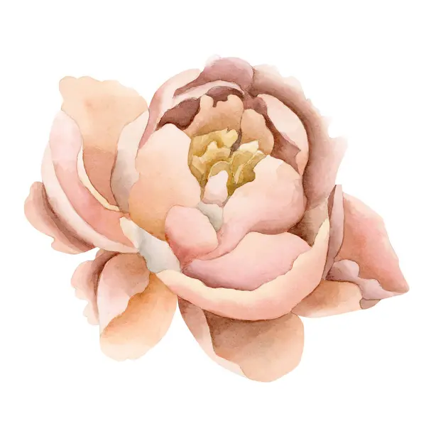 Peach fuzz peony flower in bloom. Floral watercolor illustration hand painted isolated on white background. Perfect for wedding invitations, greeting cards, posters, wallpapers, wrappers, fabrics, fashion, floristics, DIY, backgrounds and web design.
