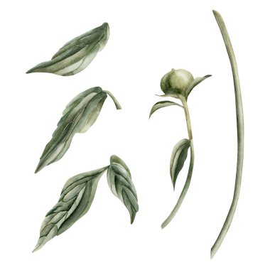 Şakayık sapı seti, tomurcuk ve yapraklar. Beyaz arka planda izole edilmiş çiçek suluboya el resmi. Düğün davetiyeleri, tebrik kartları, posterler, duvar kağıtları, ambalajlar, kumaşlar, moda, çiçekçilik, DIY, arka plan ve web tasarımı için mükemmel.